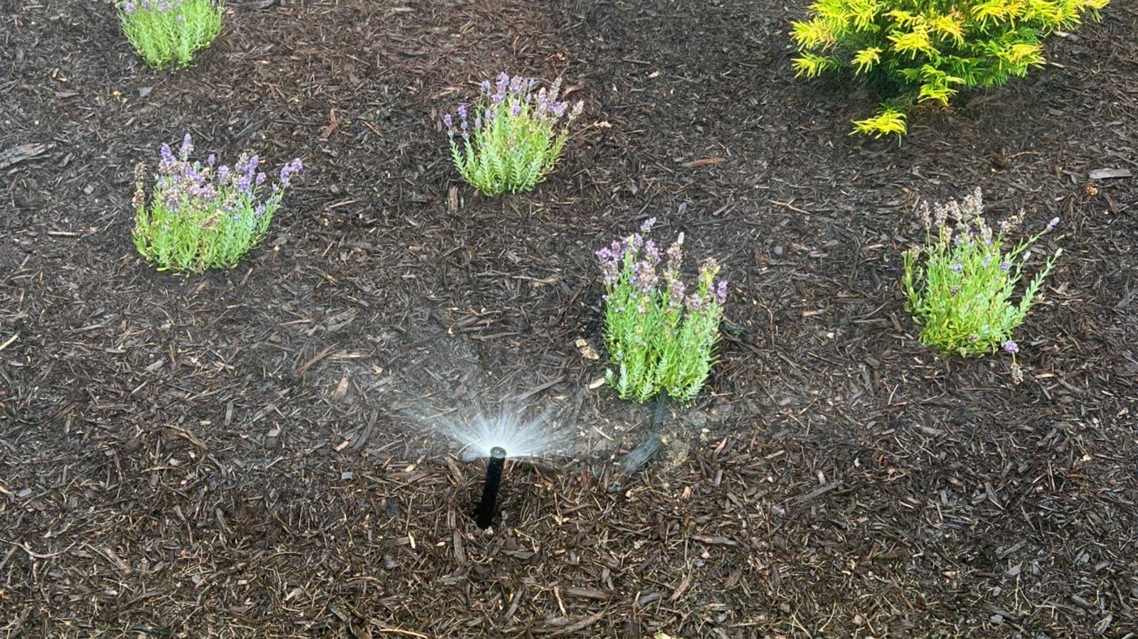 Leading lProfessional Irrigation Services in Euless, TX for Lush Green Lawns